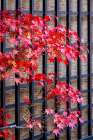Red Japanese maple tree in autumn, Takayama, Japan Art Print
